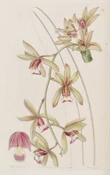 Cymbidium aloifolium (as syn. Cymbidium pendulum var. brevilabre)